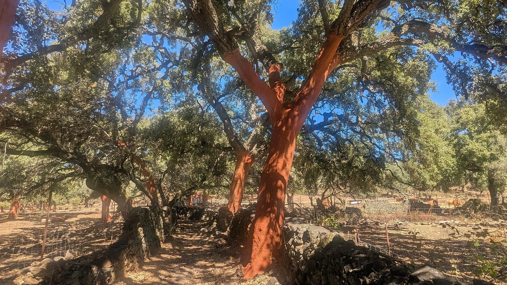 Cork oaks, Andalusia, near the Portuguese border